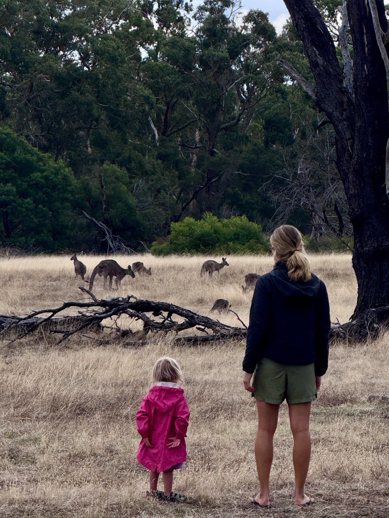Parent and child in a grassy field watching kangaroos near the treeline